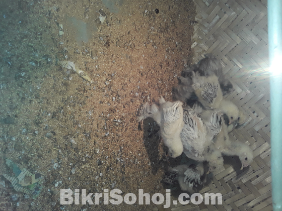 ব্রাহমা কচিং সুলতান মুরগি